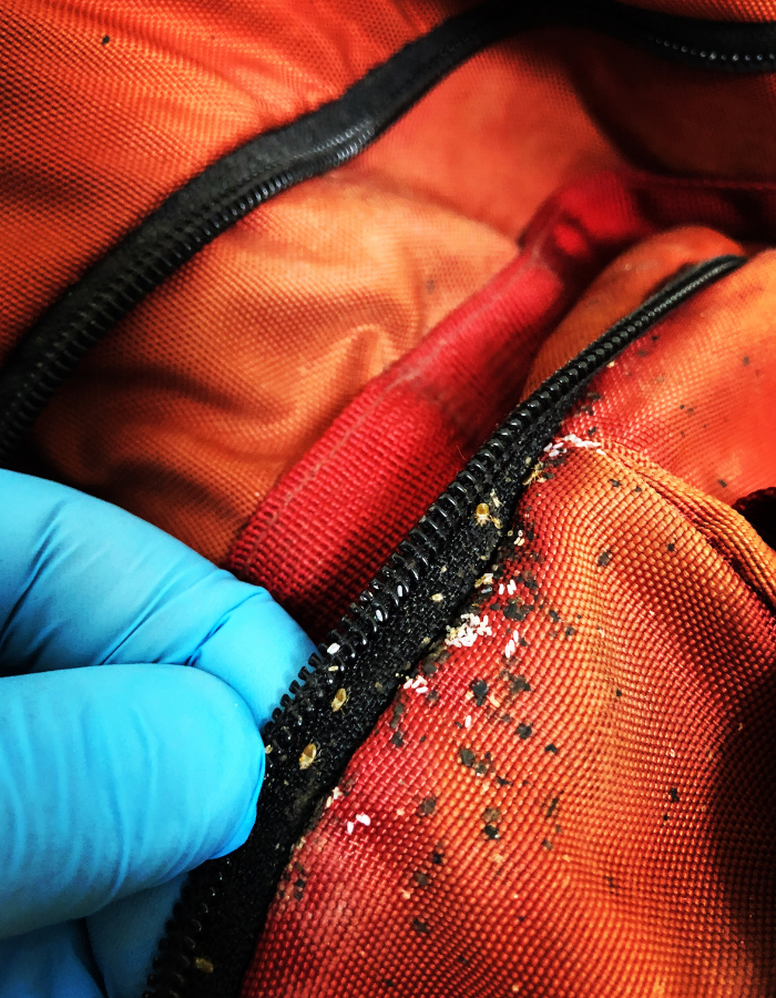 Infestation à portée de main