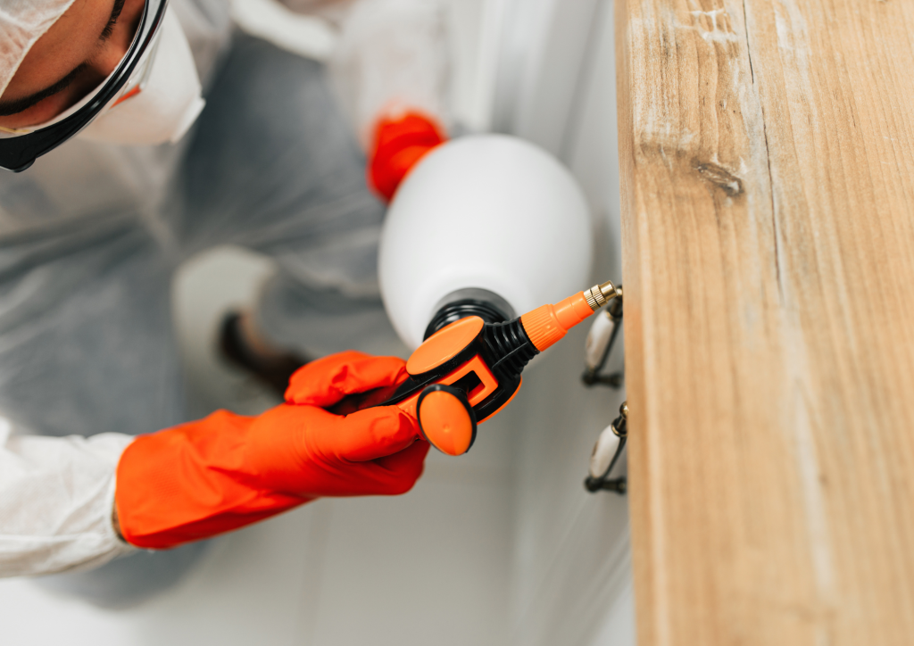 Eradic’eure Nuisibles, spécialiste de la lutte contre les nuisibles, rongeurs, insectes, pigeons à Louviers et en Île-de-France